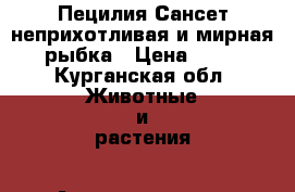 Пецилия Сансет неприхотливая и мирная рыбка › Цена ­ 40 - Курганская обл. Животные и растения » Аквариумистика   